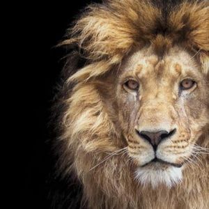 Meet your Posher, Chauncey